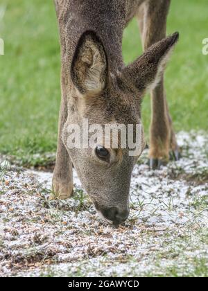ROE Deer Doe gros plan pris dans Berkshire, Angleterre Banque D'Images