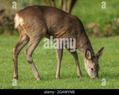 ROE Deer doe pris dans Berkshire, Angleterre Banque D'Images