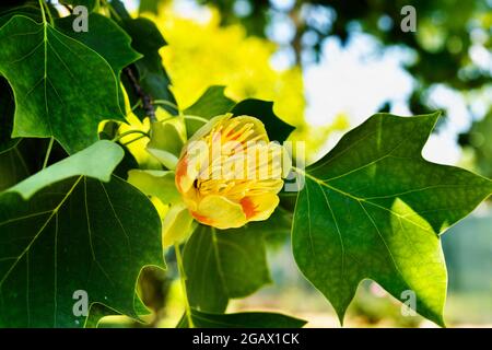 Détail de tulipe -liriodendron ou peuplier jaune - avec fleur jaune -orange Banque D'Images