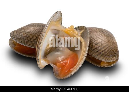 Vue rapprochée des palourdes ouvertes et fermées, des palourdes de tapis, des palourdes de col court, des palourdes de bébé sur fond blanc avec passe-cheveux. Banque D'Images