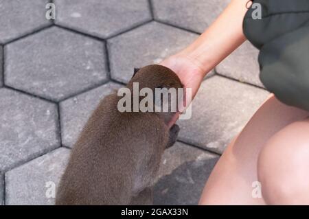 Un petit singe macaque à longue queue mangeant d'une main de womans dans la région pittoresque des grottes de batu à Gombak, selangor en Malaisie. Banque D'Images