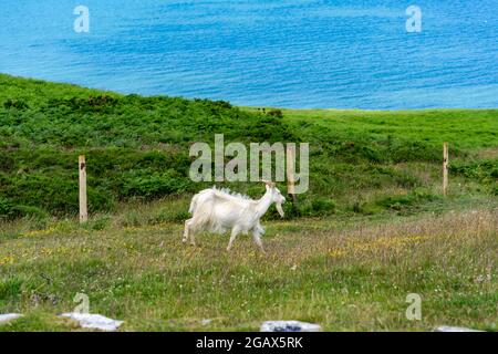 Une chèvre sur la Grande Orme, Llandudno, pays de Galles. Mise au point sélective Banque D'Images