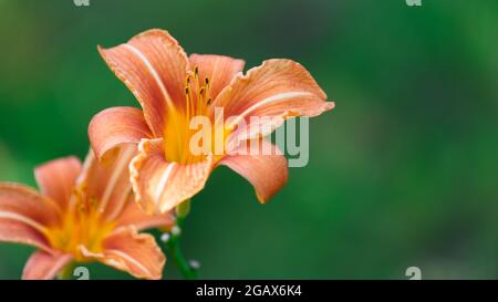 Hemerocallis fulva, Orange Daylyly, Tawny Daylyly, Tiger Daylyly, Mitch Daylyly. Une paire de lilas de jardin sur fond vert flou Banque D'Images