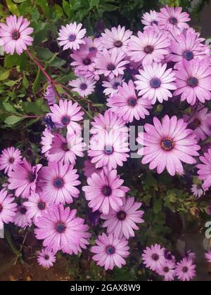 Fleurs roses poussant dans le jardin, fond de fleurs multicolores. Banque D'Images