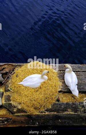 Deux cygnes muets nichant sur un ponton à l'intérieur des Royal Quays Marina North Shields Banque D'Images