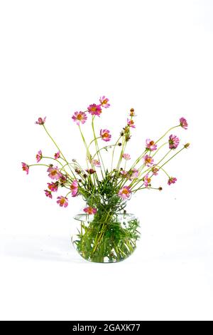 COSMOS capturé dans son habitat. Arrière-plan blanc Banque D'Images