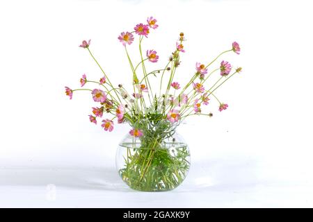 COSMOS capturé dans son habitat. Arrière-plan blanc Banque D'Images