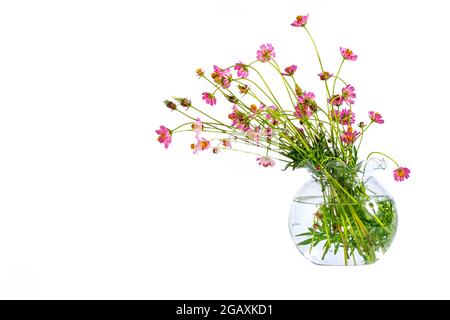 COSMOS capturé dans son habitat. Arrière-plan blanc Banque D'Images