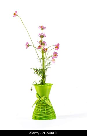 COSMOS capturé dans son habitat. Arrière-plan blanc Banque D'Images