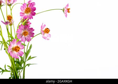 COSMOS capturé dans son habitat. Arrière-plan blanc Banque D'Images