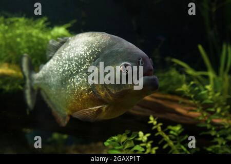 vue rapprochée de la tête de la baignade des poissons piranha à l'intérieur de l'étang Banque D'Images