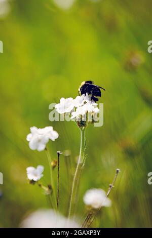 Bumblebee sur le Foresthill Divide Trail Banque D'Images