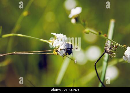 Bumblebee sur le Foresthill Divide Trail Banque D'Images