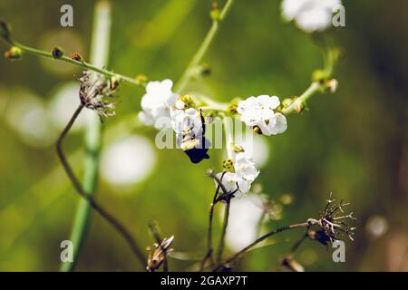 Bumblebee sur le Foresthill Divide Trail Banque D'Images