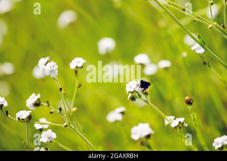 Bumblebee sur le Foresthill Divide Trail Banque D'Images