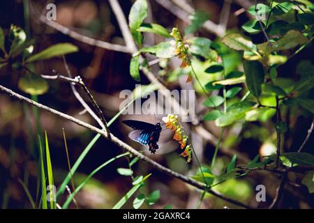 Papillon sur la piste Foresthill Divide Banque D'Images