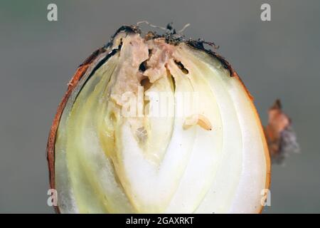 L'oignon endommagé par l'Eumerus strigatus ou la mouche à bulbes de moindre importance est une espèce d'Hoverfly, de la famille des Syrphidae un ravageur grave des bulbes. Banque D'Images