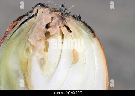 L'oignon endommagé par l'Eumerus strigatus ou la mouche à bulbes de moindre importance est une espèce d'Hoverfly, de la famille des Syrphidae un ravageur grave des bulbes. Banque D'Images