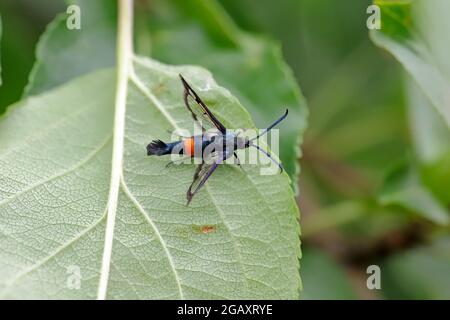 Synanthedon myopaeformis est connu sous le nom de papillon à ceinture rouge ou papillon à ailes de pomme - ravageur des vergers de pommiers. Banque D'Images