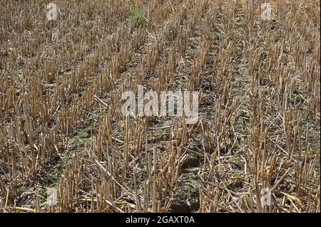 Chaume d'un champ de blé tondu Banque D'Images