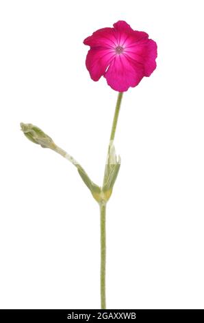 Agrostemma githago, fleur de Coronaria isolée sur fond blanc Banque D'Images