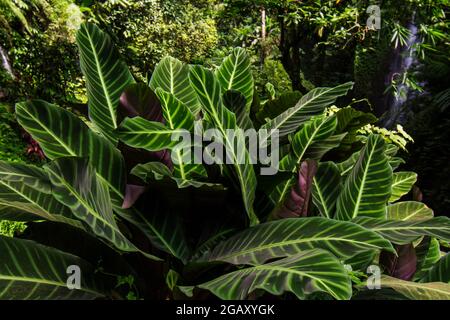 Plante à feuilles vertes de Calathea zebrina Banque D'Images