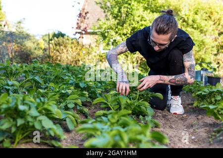 Woodbridge Suffolk Royaume-Uni Mai 08 2020: Un jeune homme tatoué hipster travaillant fièrement dans son jardin potager cultivant une gamme de légumes biologiques Banque D'Images