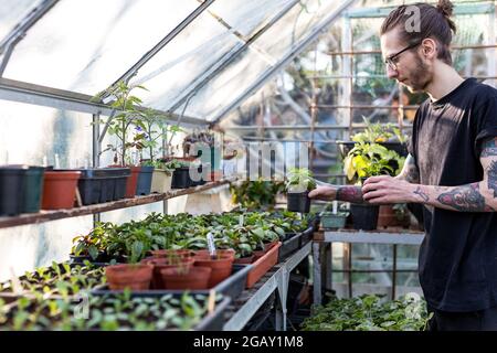 Woodbridge Suffolk UK Mai 08 2020: Un 20 quelque chose de tattooed hipster mâle vérifiant sur ses plantes dans sa serre Banque D'Images