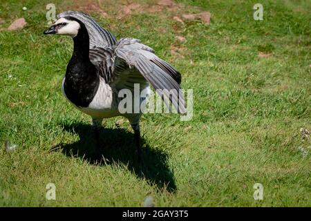 Les ailes d'oie Barnacle s'ouvrent dans l'herbe Banque D'Images