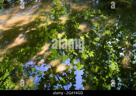 reflet d'été des feuilles d'érable vert frais et de la lumière du soleil chaude dans l'eau calme Banque D'Images