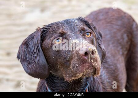 labrador et springer spaniel cross, chien de garde à l'aspect mignon, chien de cheeky, chien de bonne apparence, chien attrayant, chien doux, chien de marche, chien sain. Banque D'Images