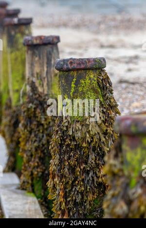 Les algues couvraient le brise-lames ou les géantes sur une plage à marée basse, les poteaux en bois couverts d'algues, les poteaux sur la plage à basse eau, les algues couvraient les piles. Banque D'Images