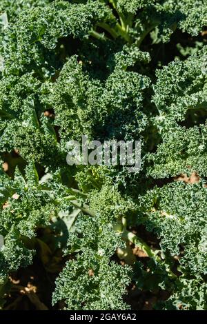 Kale ou choux en feuilles poussant dans le potager Banque D'Images