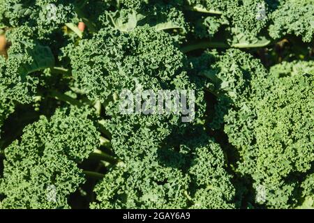 Kale ou choux en feuilles poussant dans le potager Banque D'Images