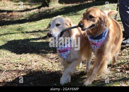 Deux donneurs de sang Golden RetRivers, posant pour une photo et jouant comme d'habitude. Banque D'Images