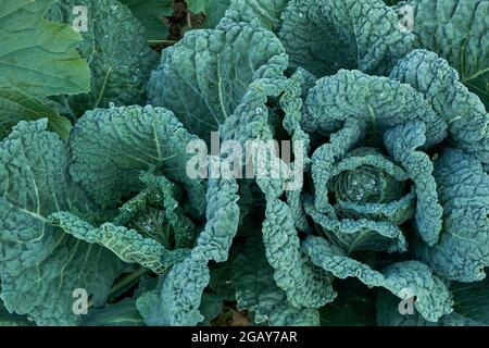 Les plantes de chou ou de chou frisé poussent dans le potager Banque D'Images