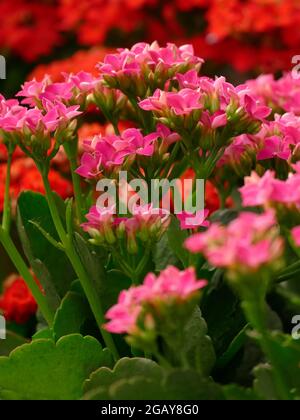 Kalanchoe florsfeldiana plante à fleurs avec des grappes de pétales rose vif et des feuilles épaisses cireuses Banque D'Images