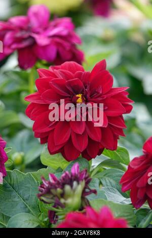 Dahlias rouge foncé et violet avec des pétales symétriques parfaits qui poussent dans un jardin de dahlia Banque D'Images