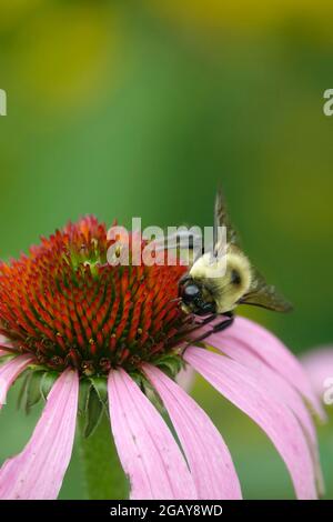 Bumble Bee se nourrissant de la fleur pourpre Echinacea plante à fleurs dans un jardin Banque D'Images