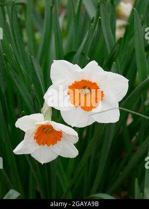 Petites fleurs de jonquilles ou de narcisse à pétales blancs et centre de corona orange avec feuillage vert en arrière-plan Banque D'Images