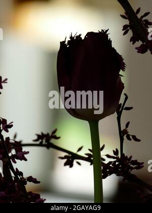 Photo unique et spectaculaire d'une tulipe de Crispa sombre et ombratée et de branches d'arbre de Redbud sur un fond clair Banque D'Images