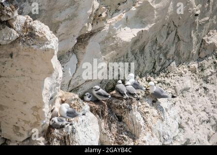 Nicheurs de kittiwardes à pattes noires (Rissa tridactyla) avec des fledgings sur les crêtes de la falaise Banque D'Images