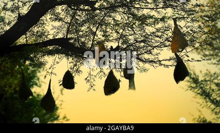 Coucher de soleil, Weaver ou baya nid suspendu sur un arbre c'est un beau nid d'oiseau et un nid d'oiseau qui peut encore être vu en Inde. Banque D'Images