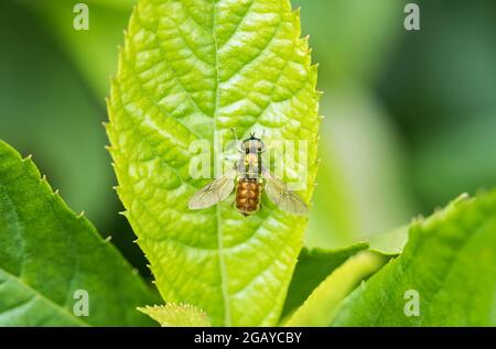 Mouche militaire au repos - un vaste centurion (Chloromyia formosa) Banque D'Images