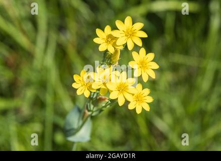 Moût jaune à fleurs (Blackstonia perfoliata) Banque D'Images