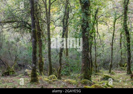 Forêt de mousses dans la Mata da Albergaria d'automne, forêt feuillue tempérée et mixte dans le parc national de Peneda-Gerês, Portugal Banque D'Images