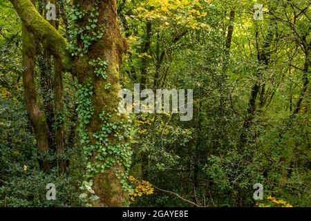 Arbres d'automne à Mata da Albergaria, cotylédones Temperate et forêt mixte dans le parc national de Peneda-Gerês, Portugal Banque D'Images