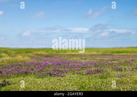 Paysage de printemps avec la mer lavande fleurs violettes fleurir dans un marais de la réserve naturelle de Slufter, parc national Duinen van Texel dans l'isl Banque D'Images