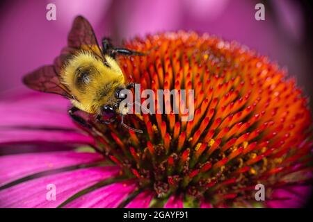 Une abeille Bumble à ceinture brune (Bombus griseocollis) collectant le pollen d'un confleur d'échinacée. Banque D'Images