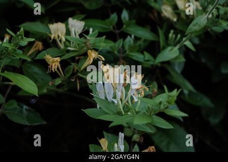 Lonicera periclymenum ou plantes communes de chèvrefeuille fleurant au printemps Banque D'Images